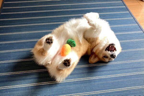 ゴロゴロするベルちゃん