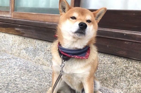 撫でられるのが好きな柴犬