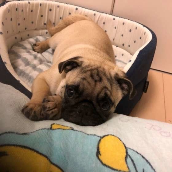 ベッドが小さくなりました。大きいの買って♪