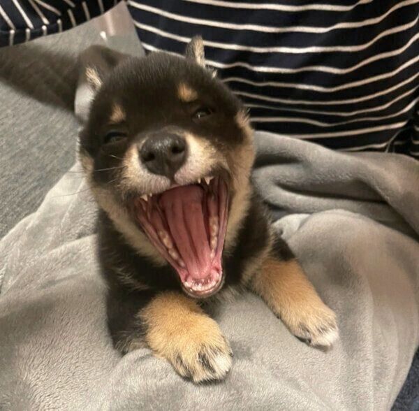 渾身のあくびをするごまちゃん