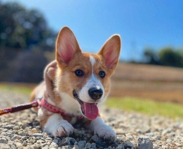 お散歩するモカちゃん