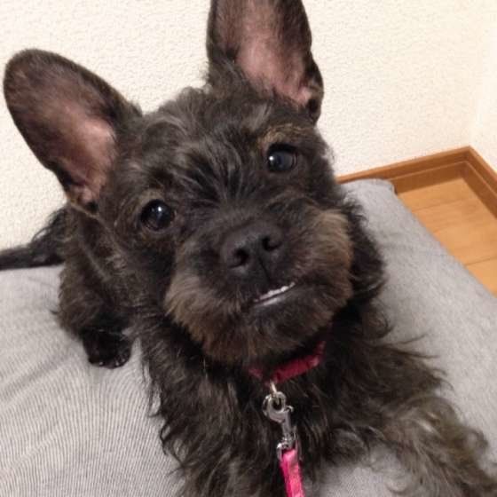 歯がチラリ、な福ちゃん