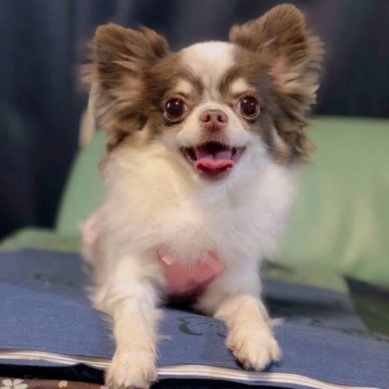 人気犬種ランキング第2位：チワワ