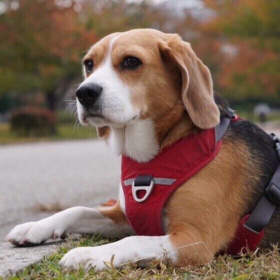 ビーグルのメイちゃん