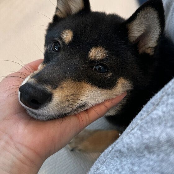 甘えんぼのワンちゃん