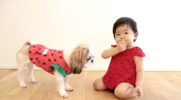 ブロッコリーを食べるシー・ズーと女の子