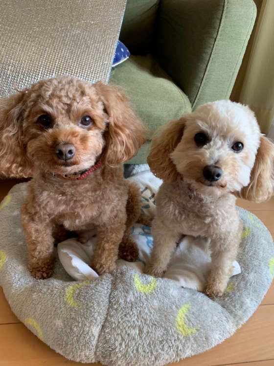 仲良しトイプー兄弟♪