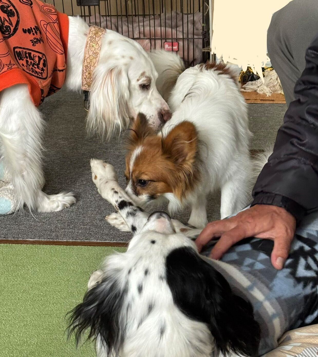 集まる愛犬たち