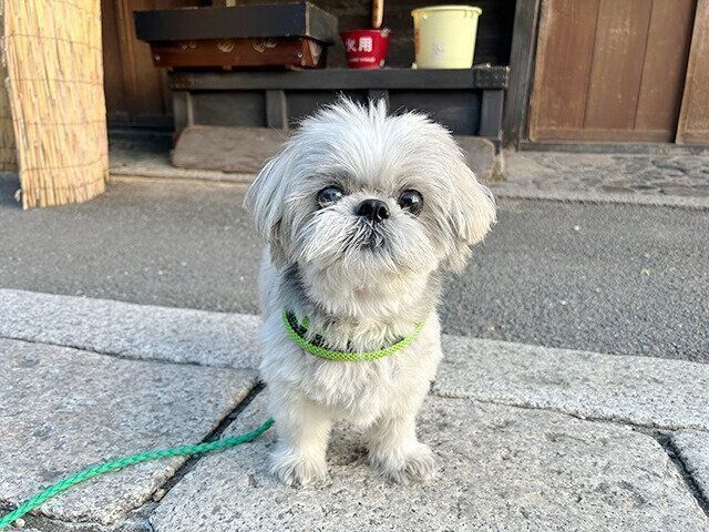愛犬の“マイペースすぎる”しつけ体験記〜指示とご褒美と時々ベル