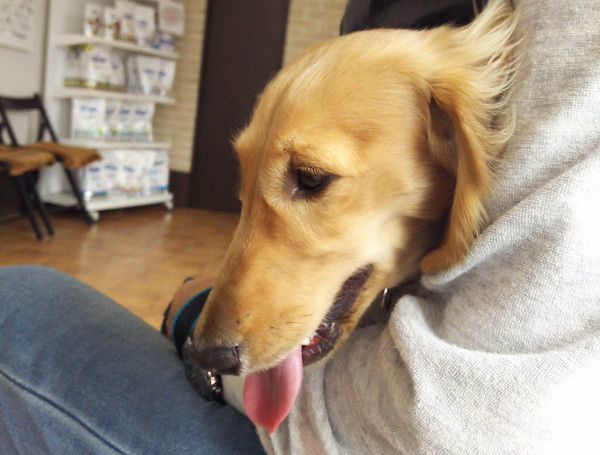 病院に来たミニチュア・ダックスフンド