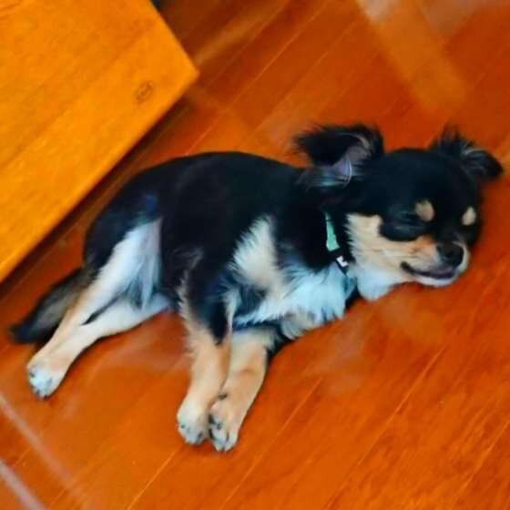 チワワ・小鉄くん・ぺたんこ