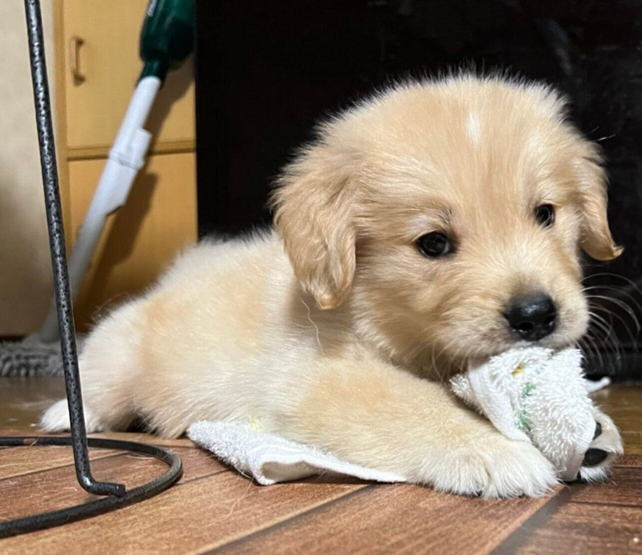 子犬のころのクローブくんは、額に白い星のような模様があったそう