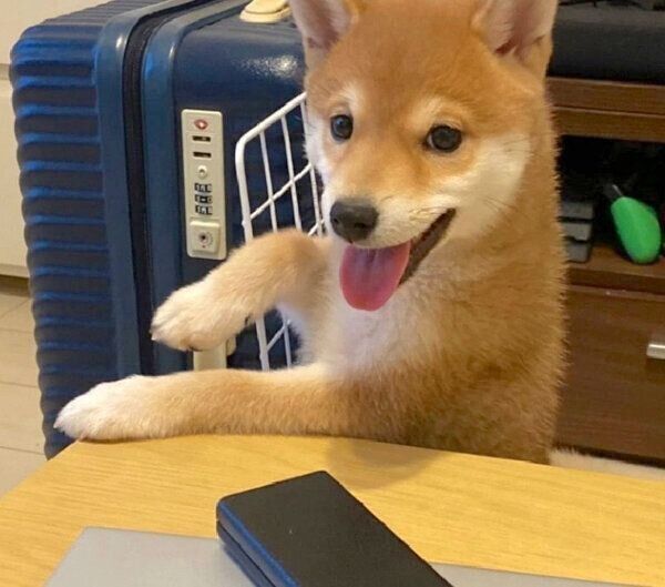 笑顔のきなこちゃん