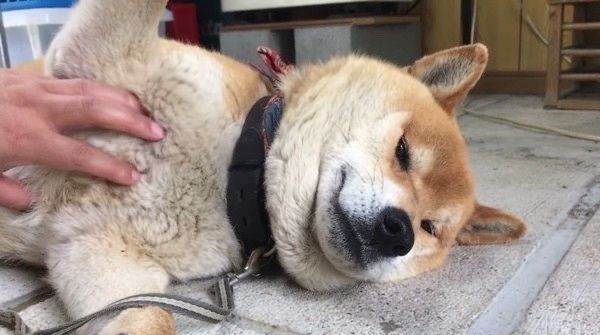 暑さで無気力になる柴犬