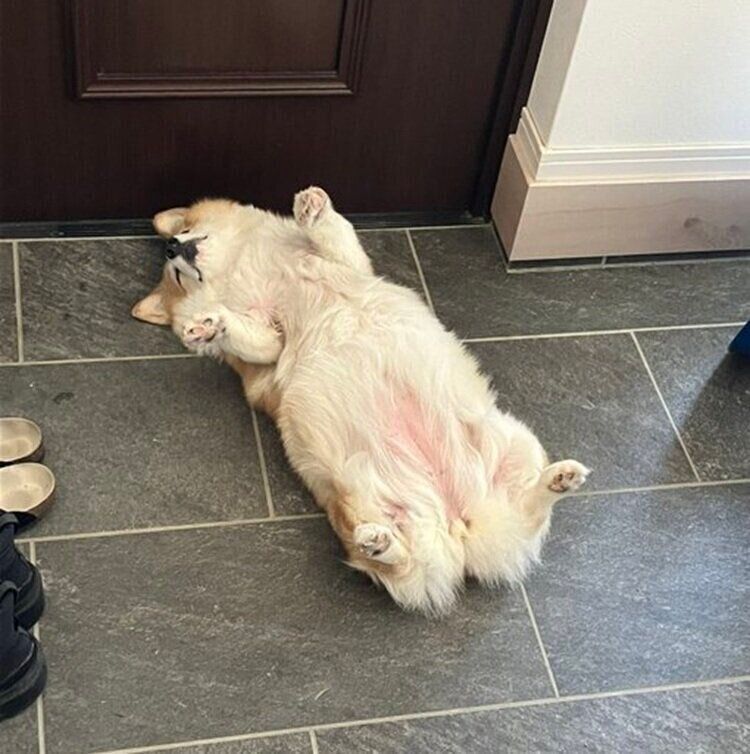 出勤前の飼い主さんが見かけた光景　玄関であおむけになって眠るグリコちゃん