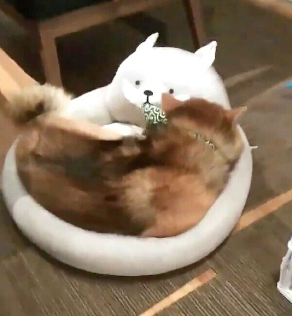 新しいベッドをようやく使ってくれたおにぎりくん