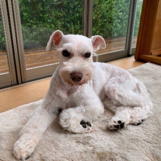 犬の急性肝炎はどんな病気？黄疸に気が付くポイントとは？ いぬのきもち