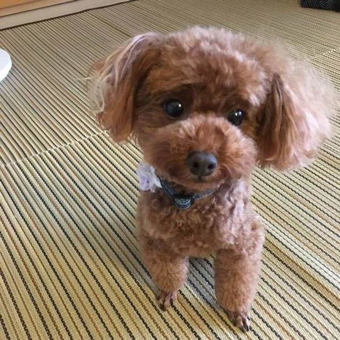 見つめられるのが理想 犬が大好きな飼い主さんにする しぐさ 行動 いぬのきもちweb Magazine 見つめられるのが理想 犬が大好きな飼い主さんにする しぐさ 行動 いぬのきもちweb Magazine