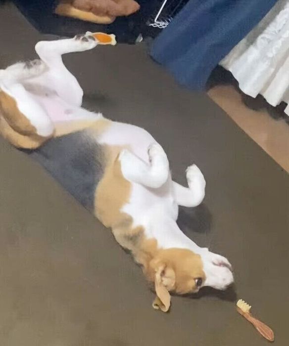歯磨きガムをもらえて、大喜びのルルちゃん