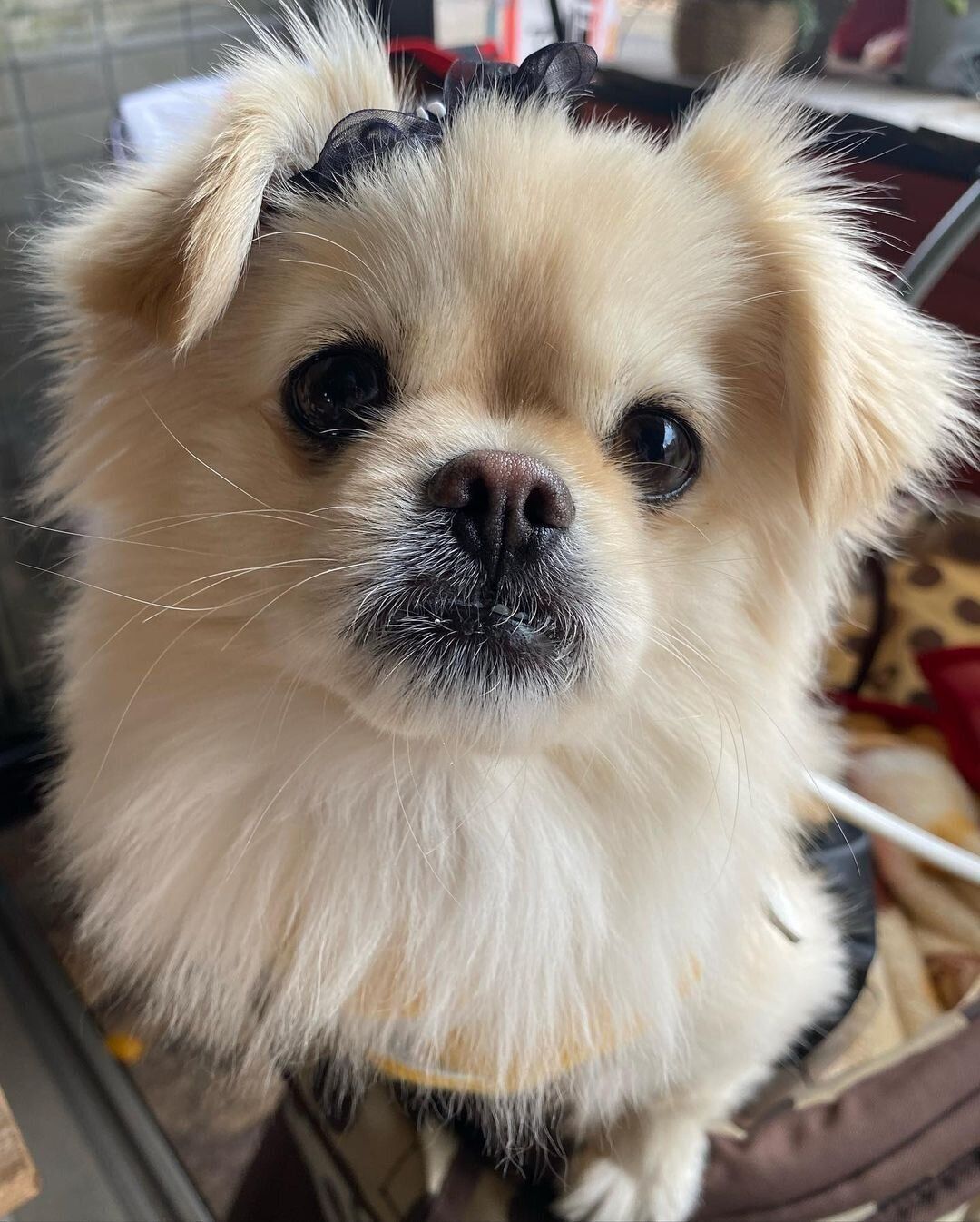 おめめウルウルのぐぅちゃん