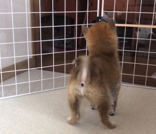 メンズが大好きな豆柴