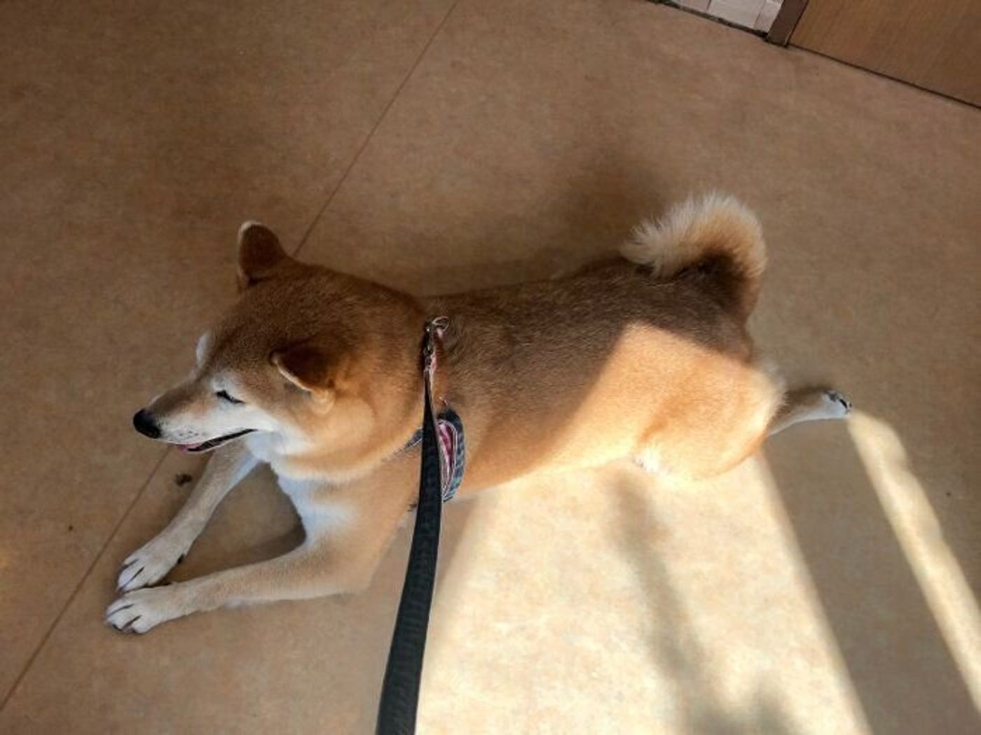 もうすぐ10才柴犬マロたん 健康診断の結果が出ました いぬのきもちweb Magazine もうすぐ10才柴犬マロたん 健康診断の結果が出ました いぬのきもちweb Magazine