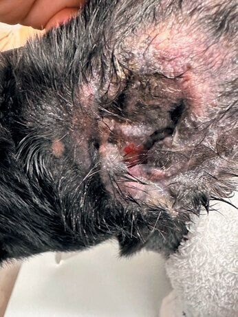 緑膿菌による耳ダレ