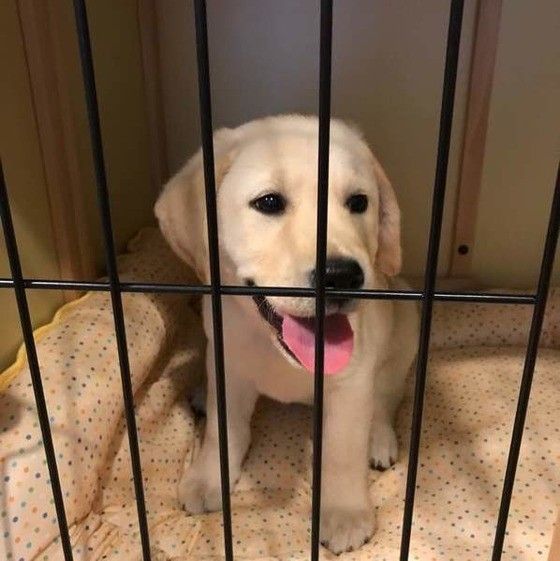 見つめるゴールデン・レトリーバー