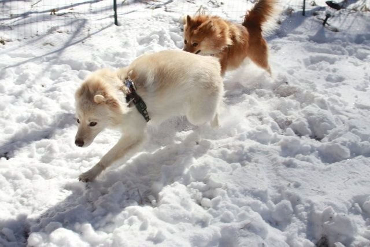 庭駆け回る大福 穴澤賢の犬のはなし いぬのきもちweb Magazine 庭駆け回る大福 穴澤賢の犬のはなし いぬのきもちweb Magazine