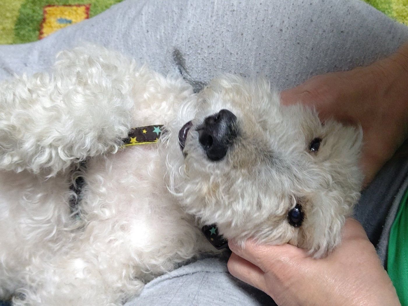 犬も満喫中 飼い主さんと愛犬のほっこり ステイホーム の過ごし方 いぬのきもちweb Magazine 犬も満喫中 飼い主さんと愛犬のほっこり ステイホーム の過ごし方 いぬのきもちweb Magazine