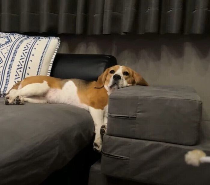 だらけているビーグル