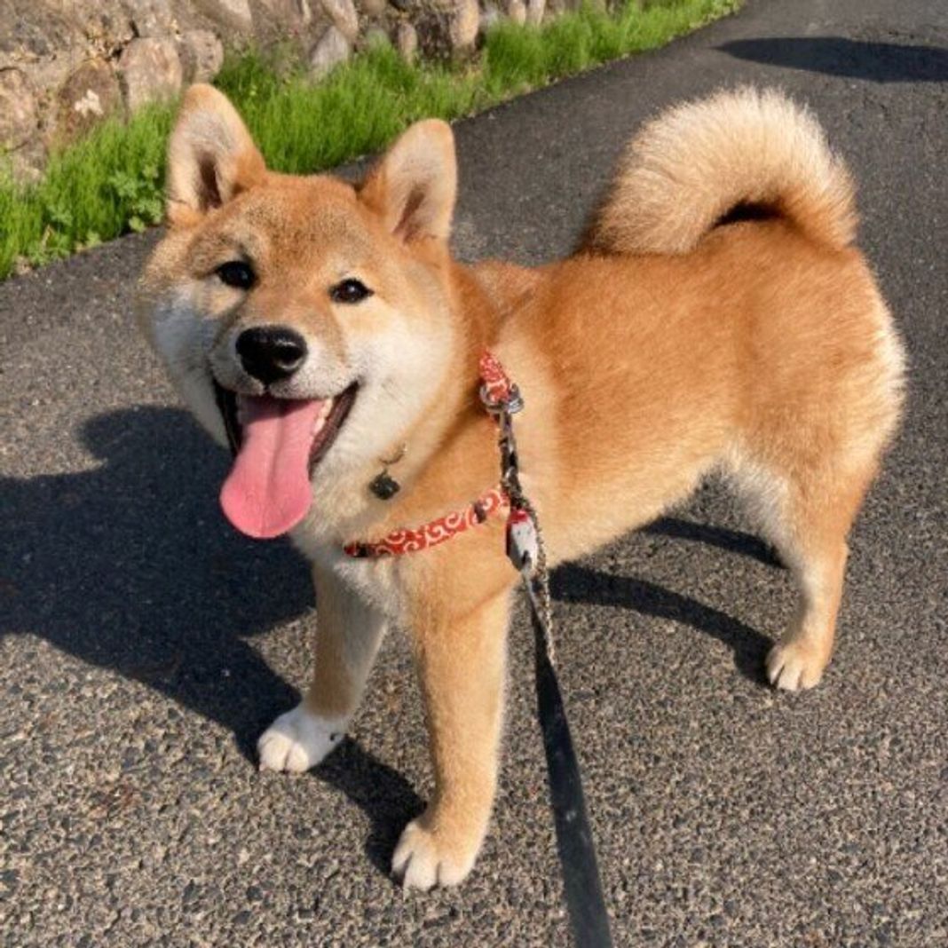 どんな気持ちから 生後7カ月未満の子犬がキューンと鳴く理由 いぬのきもちweb Magazine どんな気持ちから 生後7カ月未満の子犬がキューンと鳴く理由 いぬのきもちweb Magazine