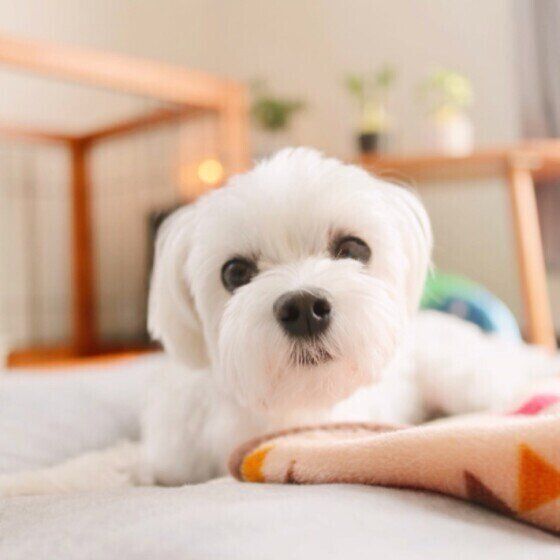 毛布のそばで寝そべるマルチーズのゆうすけくん