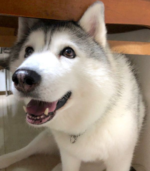 お目めをキラキラさせるシルビアちゃん