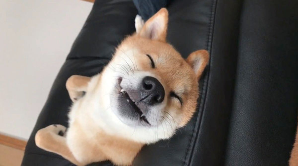 うへへ って声が聞こえそう 寝ながら笑う柴犬ワンコが激カワ E いぬのきもちweb Magazine うへへ って声が聞こえそう 寝ながら笑う柴犬ワンコが激カワ E いぬのきもちweb Magazine