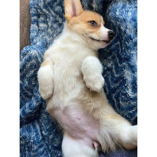 お迎えした翌日のシフォンちゃん(撮影時、生後2カ月)