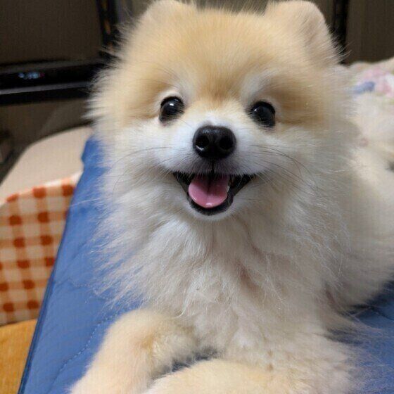 ポメラニアンの杏ちゃん
