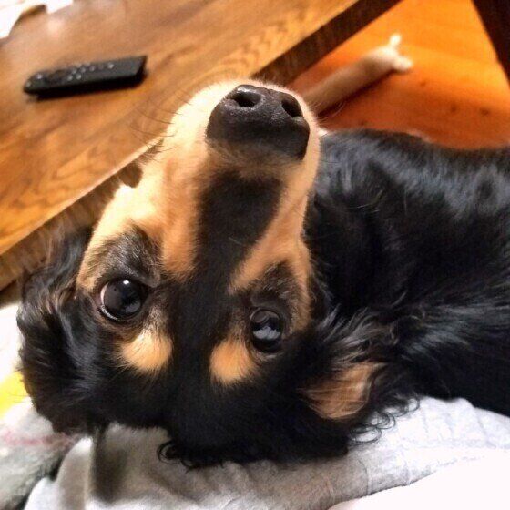 ミニチュア・ダックスフンドの三太ちゃん