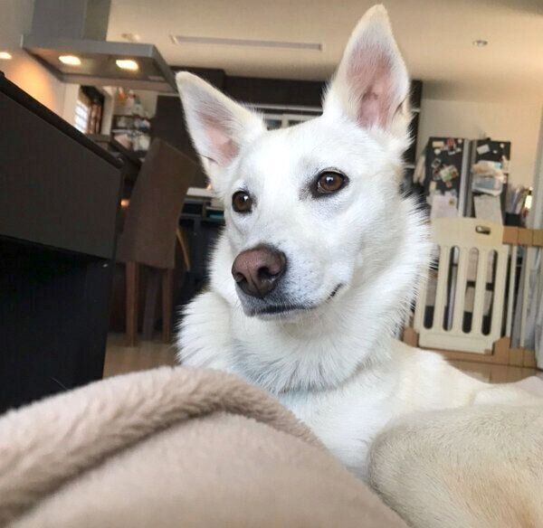 まったりするハクちゃん