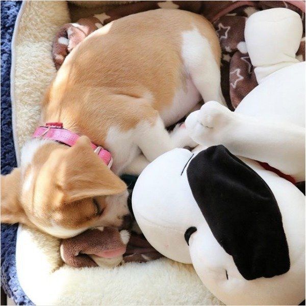 ぬいぐるみと眠るビーグル