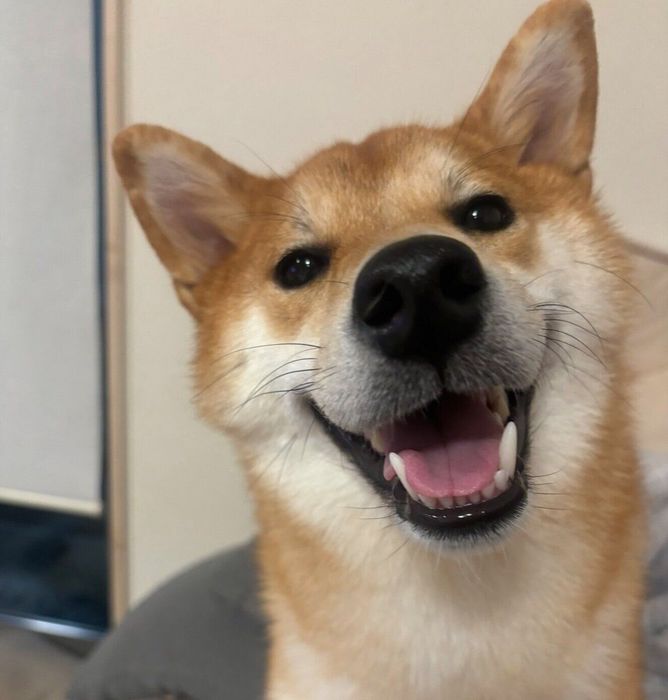 笑顔が可愛いこつぶちゃん