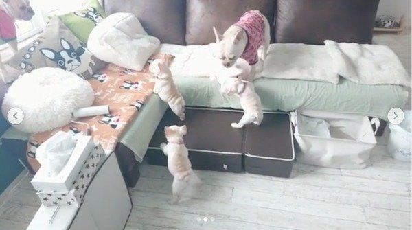 ブタさんで遊ぶフレブルfamily