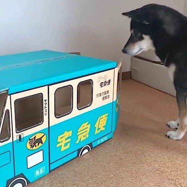 ダンボールを見る柴犬