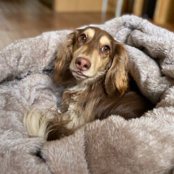 寝袋の上に座るミニチュア・ダックスフンド