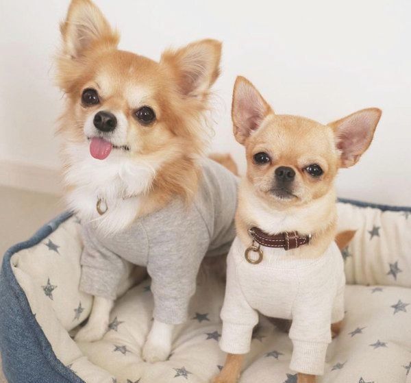 シンプルでナチュラルな犬服：キミノフク。