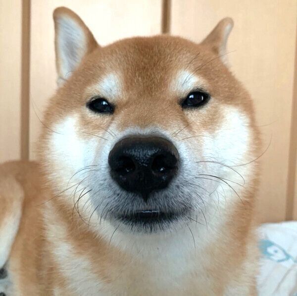 見つめるこたろうくん