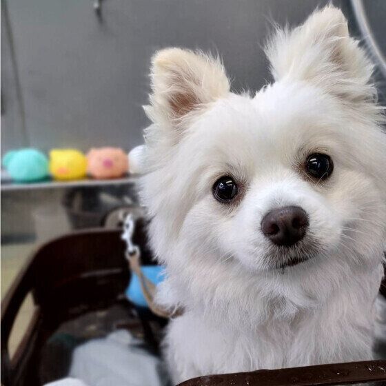 犬のトリミングを行う際の注意点 愛犬のカットスタイルを選ぶ際に考えておきたいこと いぬのきもち