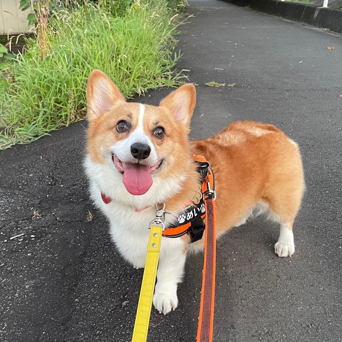 散歩を楽しむめいちゃん