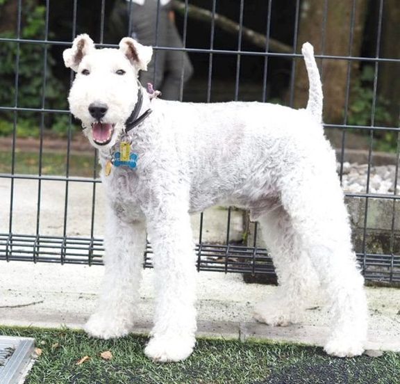 笑顔のこっぺぱんちゃん