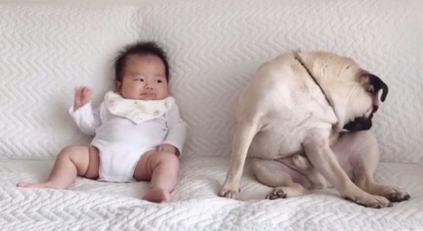 子どもと仲良しなパグ